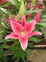 [4269 Murray No02.JPG]